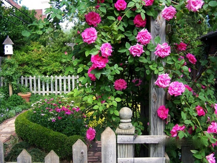Роза Зефирин Друэн - идеальна для вертикального озеленения